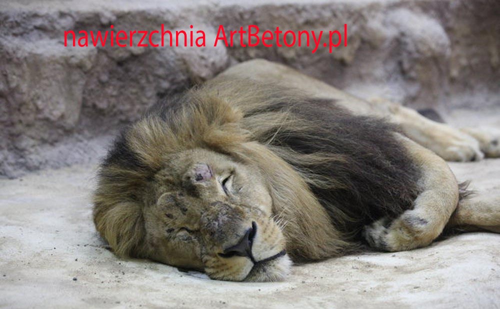 picture/felsdekor_2_dekorbet_copsa_kunstfelsen_decoflex_gdansk_zoo_lwy_06.jpg