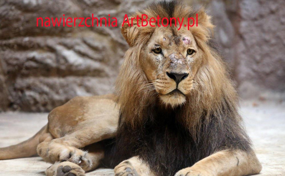 picture/felsdekor_2_dekorbet_copsa_kunstfelsen_decoflex_gdansk_zoo_lwy_07.jpg