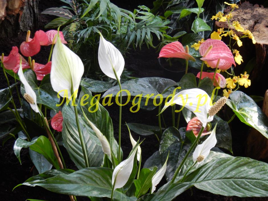 picture/felsdekor_dekorbet_copsa_decoflex_bydgoszcz_zoo_motylarnia_1.jpg