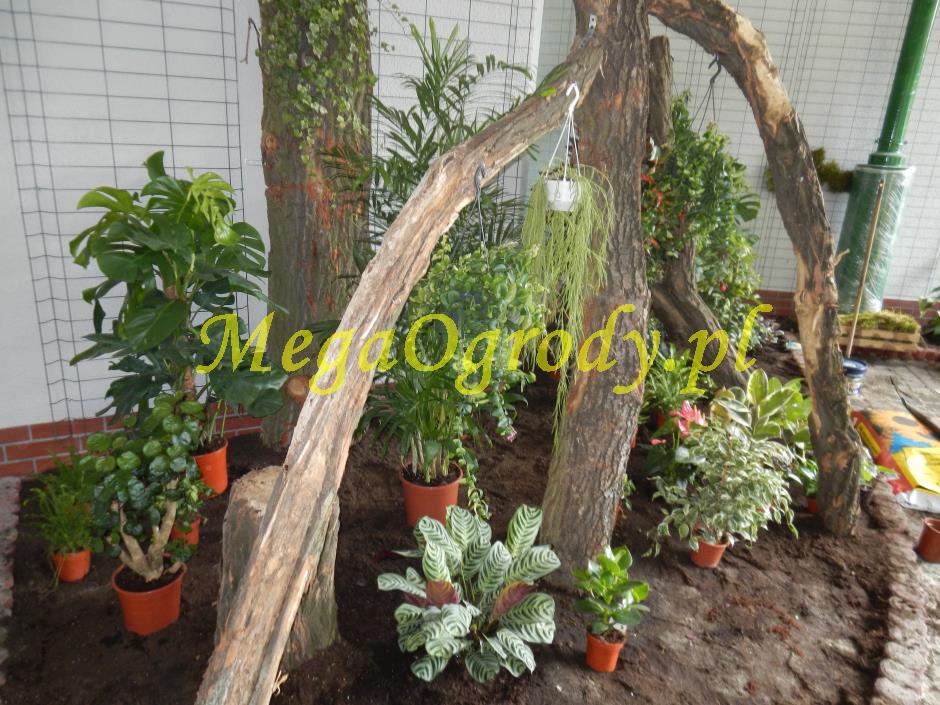 picture/felsdekor_dekorbet_copsa_decoflex_bydgoszcz_zoo_motylarnia_12.jpg