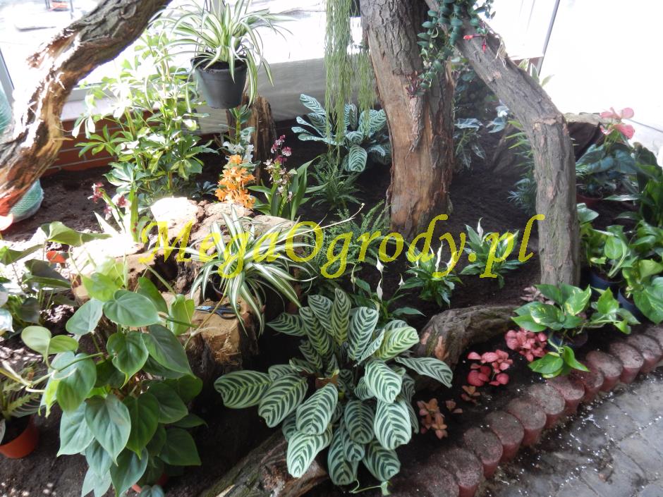 picture/felsdekor_dekorbet_copsa_decoflex_bydgoszcz_zoo_motylarnia_18.jpg