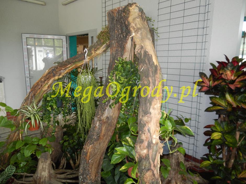 picture/felsdekor_dekorbet_copsa_decoflex_bydgoszcz_zoo_motylarnia_21.jpg