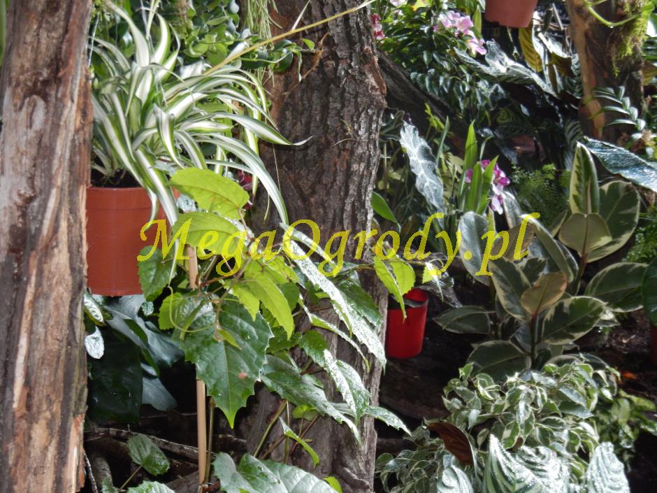picture/felsdekor_dekorbet_copsa_decoflex_bydgoszcz_zoo_motylarnia_24.jpg