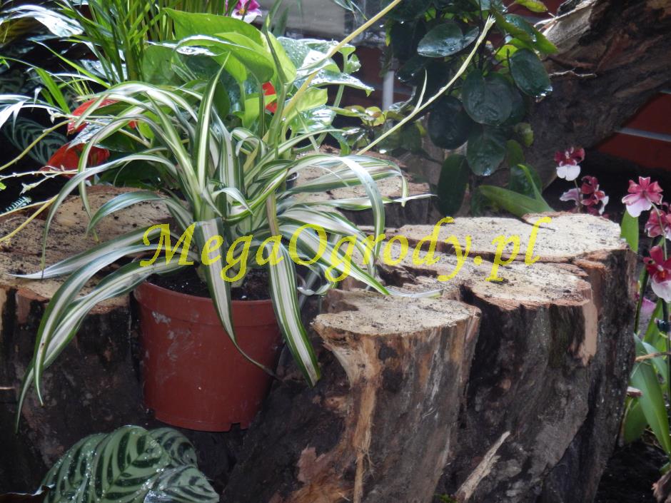 picture/felsdekor_dekorbet_copsa_decoflex_bydgoszcz_zoo_motylarnia_25.jpg