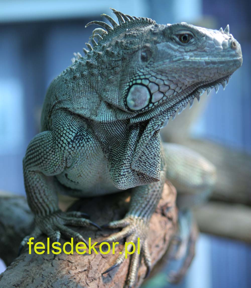 picture/felsdekor_dekoret_sika_copsa_kunstfelsen_terrarium_reptilien_kriechtiere_38.jpg