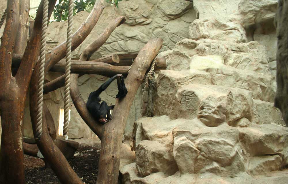 picture/zoo_warszawa_szympansy_sztuczne_skaly_felsdekor_po_1.jpg